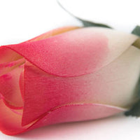 Wholesale Closed Bud Wooden Roses HALF CASE 50 Bunches, Mix and Match Colors, Price is per Bunch - The Original Wooden Rose