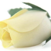 White with Yellow Tips Closed Bud Roses 8-Pack - The Original Wooden Rose