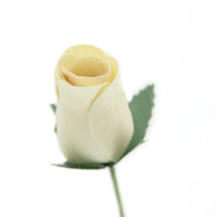 White Closed Bud Roses 8-Pack - The Original Wooden Rose