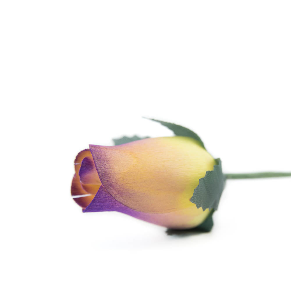 Yellow/Plum Closed Bud Roses 8-Pack - The Original Wooden Rose